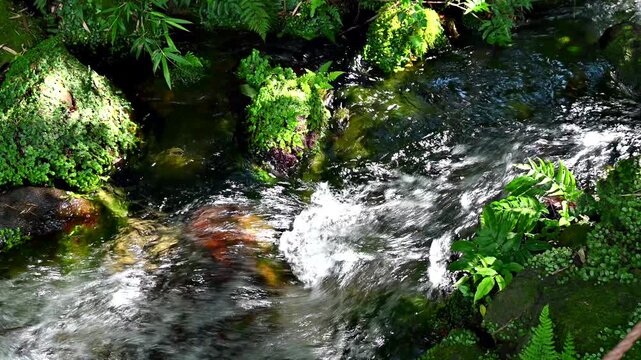 丸池湧水池は「日本名水百選」のひとつ 日量約6万トンの水が湧き春は桜、夏はホタルの名所