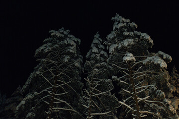 Top of a high pine trees covered with snow in the dark. Night winter view of snowy forest, beautiful nature photo