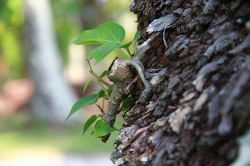 new  survival on big tree