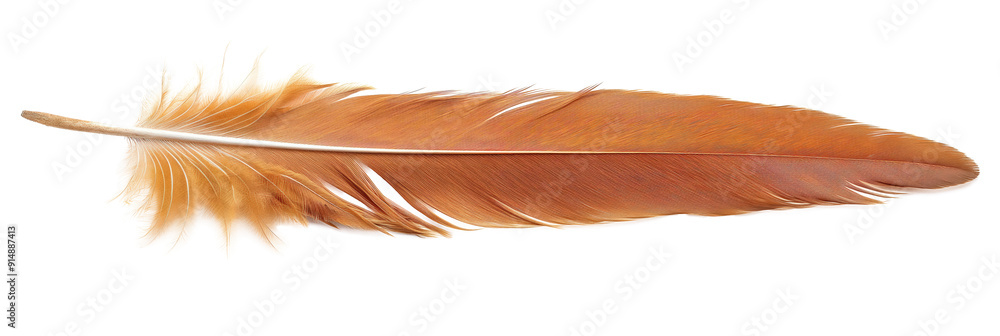 Poster close-up of a single orange feather isolated on transparent background