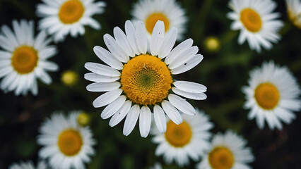 Fototapeta premium White Daisy Art: Spring Floral Wallpaper and Screensaver Display, Featuring Flower Petals in a Garden Background