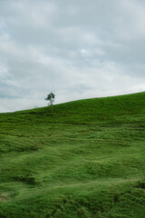 grass, tree  and blue sky