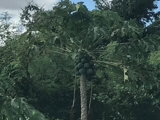 南国の木　tropical tree