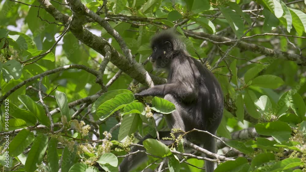Poster dusky leaf monkey (trachypithecus obscurus) feeding and sitting on tree branch. spectacled langur pl