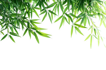 Bamboo leaves isolated on a white background