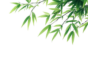 Naklejka premium Bamboo leaves isolated on a white background