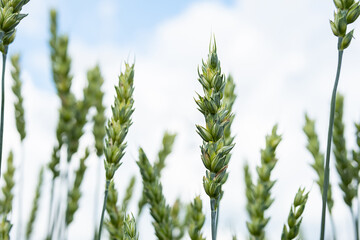 Close up of green wheat spikes against blurred sky background.