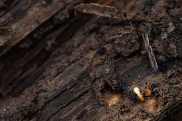 Termites eat wood floor and destroy house.close up.
