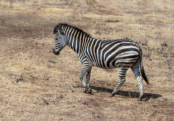 Young wild zebra walking in Kruger National Park in South Africa RSA