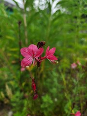 Obraz premium 두메바늘꽃