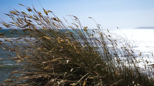 Blades of grass moving in slow motion in the wind in front of the sea in summer