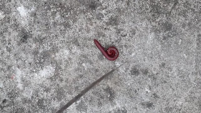 A red millipede walking on the concrete floor and rolled its body round when touching. Millipedes are often called thousand-leggers.