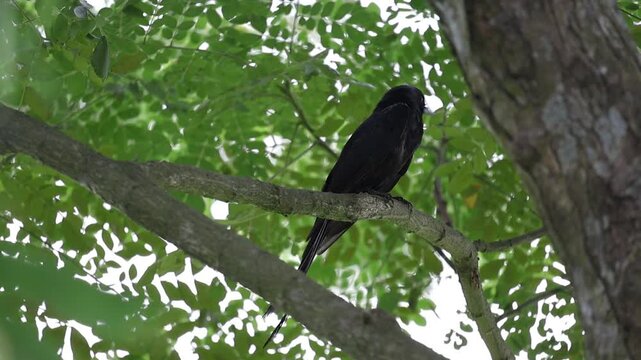 A black drongo (Dicrurus macrocercus) bird is sitting on tree branch and thinking. Close-up of a black bird perched on raintree tree branch with blurred green tree leaves background.