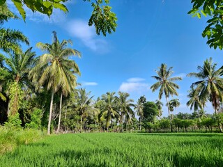 palm trees at the rice field