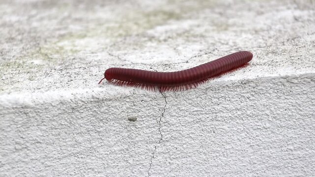 A red millipede with many legs is walking on the wall. Millipedes are also known as thousand-leggers or thousand-legged worms. 