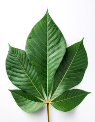 Obraz premium cassava leaves isolated on white