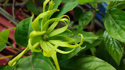 Fresh flowers of ylang ylang or Cananga odorata plant have a very fragrant aroma and produce essential oil, top view