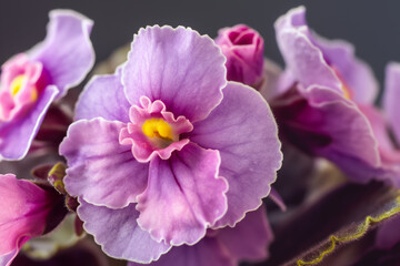 Vibrant Close Up of Purple African Violet Flowers in Bloom with Dark Background
