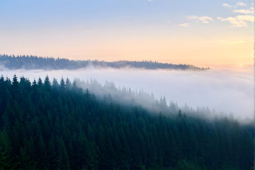 Fototapeta premium spruce forest on mountain hillside in fog at sunrise. autumnal landscape