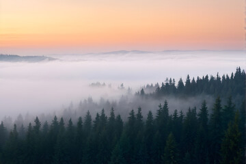 Fototapeta premium spruce forest on mountain hillside in fog at sunrise. autumnal landscape