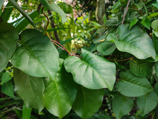 Binahong or piahong or Anredera cordifolia or piyahong or Heartleaf maderavine madevine is a medicinal plant that grows in the lowlands and highlands.