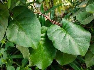 Binahong or piahong or Anredera cordifolia or piyahong or Heartleaf maderavine madevine is a medicinal plant that grows in the lowlands and highlands.