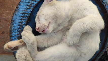A dull white street cat sleeps on the lid of a trash can on the side of the paved road