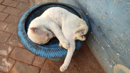 A dull white street cat sleeps on the lid of a trash can on the side of the paved road