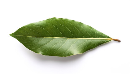 Obraz premium Bay leaf isolated on white