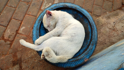 A dull white street cat sleeps on the lid of a trash can on the side of the paved road