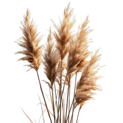 Fototapeta premium Aesthetic bouquet of dried pampas grass in neutral tones, perfect for home decor and bohemian style arrangements. transparent background