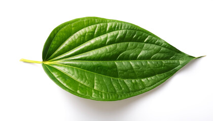 Obraz premium betel leaf isolated on white