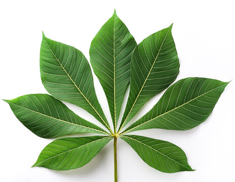 cassava leaves isolated on white