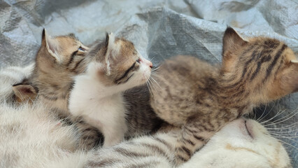 Cute local kittens are suckling from their mother lying on a tarpaulin