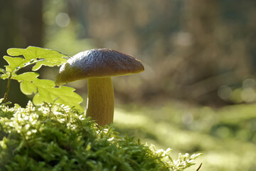 Wild cep mushroom growing in a green forest during daylight with blurred background
