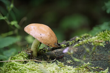 Closeup of Suillus granulatus mushroom growing near tree trunk in forest