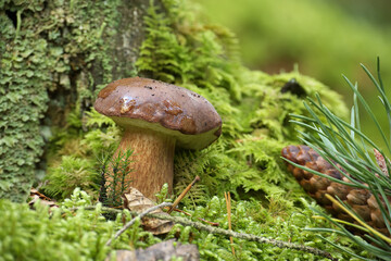 Pinewood king bolete mushroom growing in moss