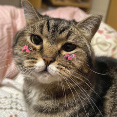 Tabby Cat with Pink Paw Marks on Cheeks