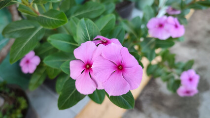 Pink periwinkle or Chinese myrtle or bitch grass or beach rose or Catharanthus roseus is a type of flowering plant in the Apocynaceae family which can be used as a medicinal and ornamental plant.