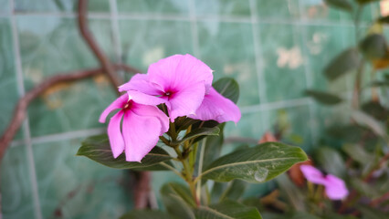 Pink periwinkle or Chinese myrtle or bitch grass or beach rose or Catharanthus roseus is a type of flowering plant in the Apocynaceae family which can be used as a medicinal and ornamental plant.