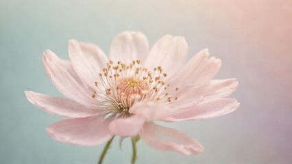 Fototapeta premium A delicate soft pink flower in close-up with gently blurred pastel background, capturing the intricate details of the petals and stamens in a dreamy and serene atmosphere.