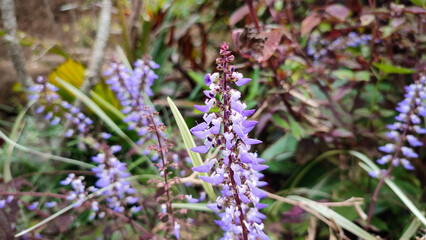 Small purple flowers of the Coleus scutellarioides (L.) Benth plant with purple leaves and subtle curves on the edges
