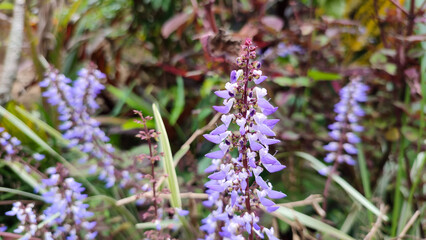 Group of small purple flowers of the Coleus scutellarioides (L.) Benth plant with purple leaves and subtle curves on the edges