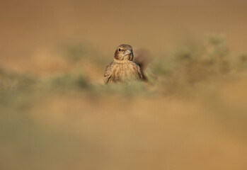 Small brown bird on the ground. Bird background.