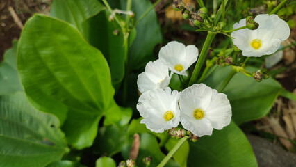 Echinodorus palifolius, also known as Mexican sword plant is an emerged aquatic plant in the Alismataceae