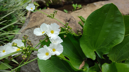 Echinodorus palifolius, also known as Mexican sword plant is an emerged aquatic plant in the Alismataceae