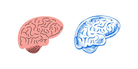 Vector flat and sketch style 
anatomical Illustration.  Human brain sketch.