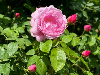 First rose flower and rose buds in the garden 