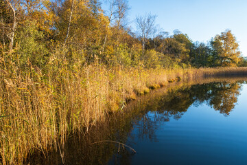 Reed on a lakeshore with autumn colors
