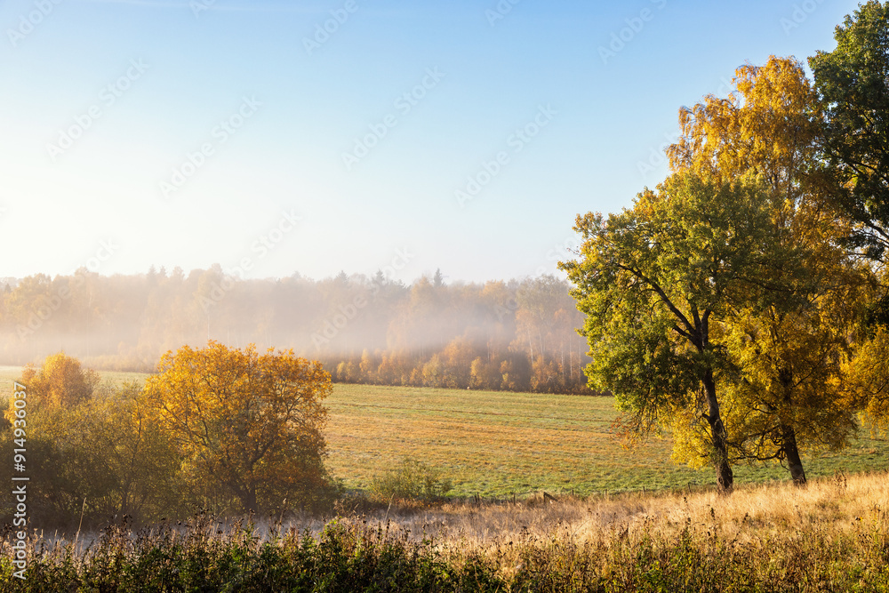 Poster Autumn colors on  the trees with fog over the field